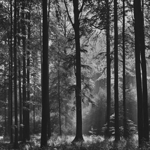 FOTO TAPET 366/254 - 115